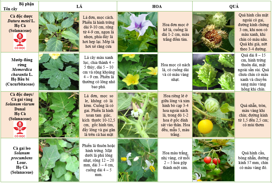 mot-so-thuc-vat-de-nham-lan-voi-cay-datura-metel l-va-solanum-viarum-dunal